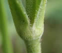 [photo of upper stem leaves]