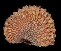 [photo of seed]