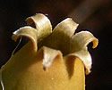 [photo of fruit]