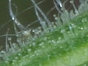 [photo of calyx]