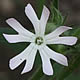 [photo of Night-flowering Catchfly]