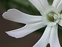[photo of flowers]