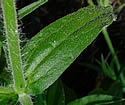 [photo of upper stem leaves]