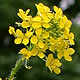 [photo of Tall Hedge Mustard]