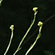[photo of Hedge Mustard]