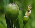 [photo of developing fruit]