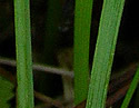 [photo of leaves]