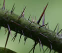 [photo of stem prickles]