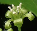 [photo of male flowers]