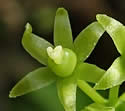 [photo of female flower clusters]