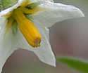 [photo of flowers]