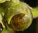 [photo of fruit]