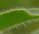 [photo of leaf hairs]