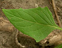 [photo of leaf]