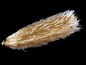 [photo of achenes]