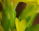 [photo of flowers]