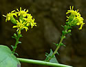 [photo showing branching]