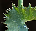 [photo of leaves]