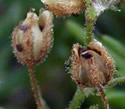 [photo of fruit]
