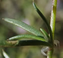 [photo of leaves]