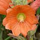 [photo of Scarlet Globe Mallow]