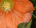 [photo of flowers]
