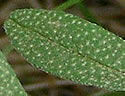 [photo of leaves]