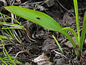 [photo of leaves]
