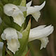 [photo of Great Plains Ladies