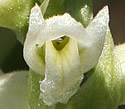 [photo of flowers]