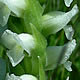 [photo of Hooded Ladie