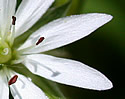 [photo of flowers]