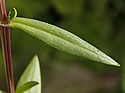 [photo of leaves]