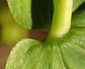 [photo of leaf base and stem]