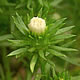 [photo of Rayless Aster]