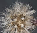 [photo of seed head]