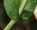 [photo of upper stem leaves]