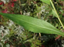[photo of lower leaf]