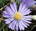 [photo of flowers]
