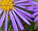 [photo of flowers]