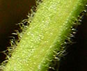 [photo of stem hairs]