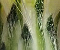 [photo of bracts (phyllaries)]