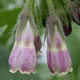 [photo of Common Comfrey]