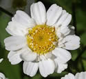 [photo of flowers]