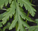 [photo of leaves]