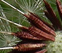 [photo of fruit]