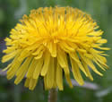 [photo of flower]