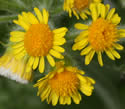 [photo of flowers]