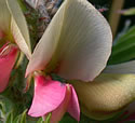 [photo of flowers]