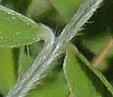 [photo of leaves]
